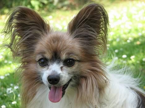 Papillon blomme R.I.P billede 10