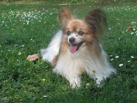 Papillon blomme R.I.P billede 11