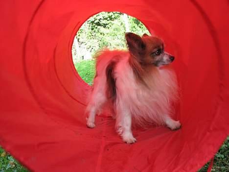 Papillon blomme R.I.P billede 14