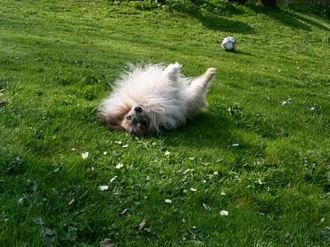Papillon blomme R.I.P billede 15