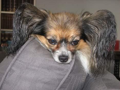 Papillon rulle R.I.P billede 2