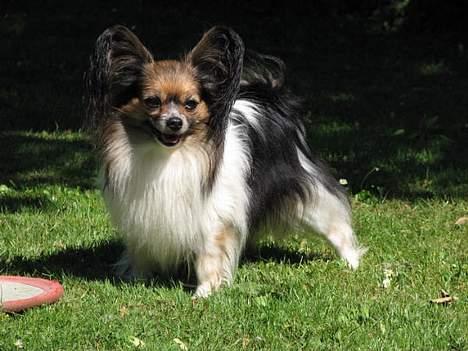 Papillon rulle R.I.P billede 3