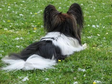 Papillon rulle R.I.P billede 4