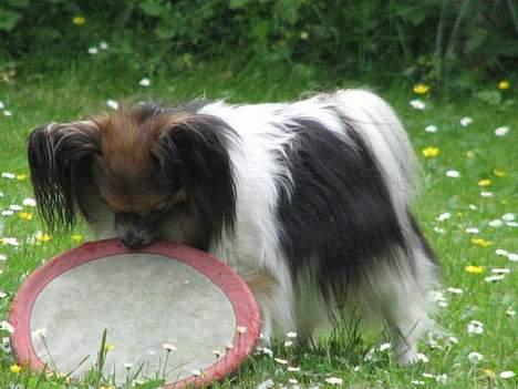 Papillon rulle R.I.P billede 6