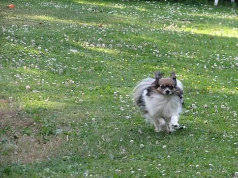 Papillon rulle R.I.P billede 8