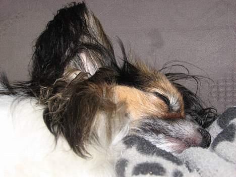 Papillon rulle R.I.P billede 9