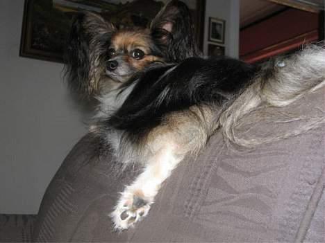 Papillon rulle R.I.P billede 10