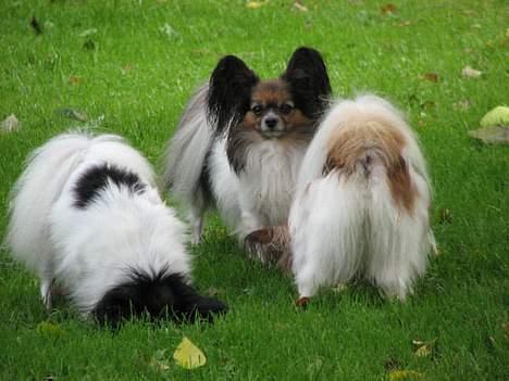 Papillon rulle R.I.P billede 11