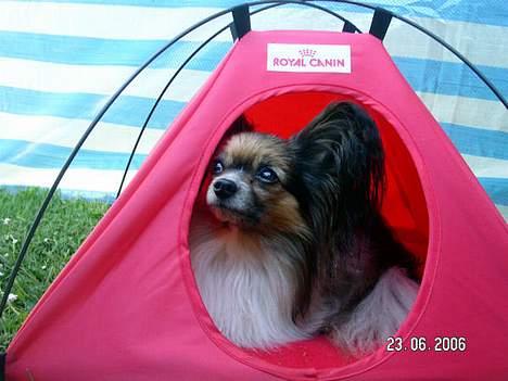 Papillon rulle R.I.P billede 12