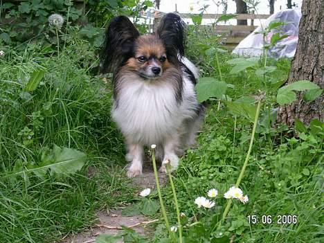 Papillon rulle R.I.P billede 13