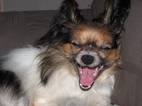 Papillon rulle R.I.P billede 14