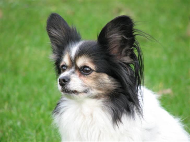 Papillon rønne R.I.P billede 1