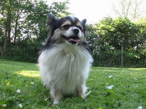 Papillon rønne R.I.P billede 2
