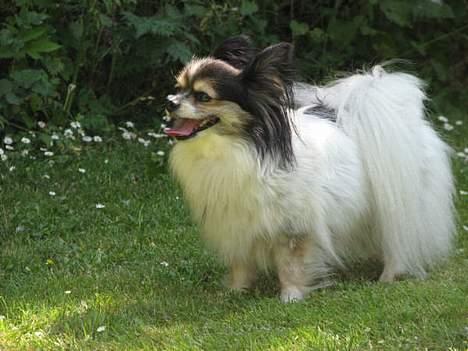 Papillon rønne R.I.P billede 3