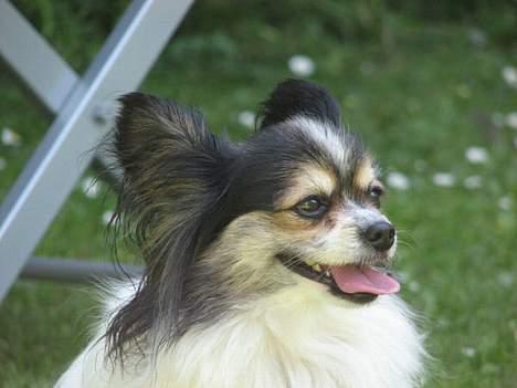 Papillon rønne R.I.P billede 4