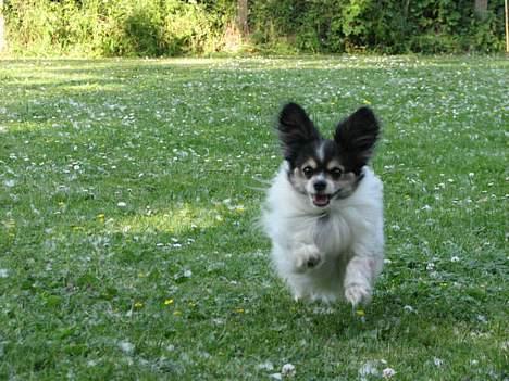 Papillon rønne R.I.P billede 5