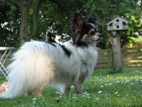 Papillon rønne R.I.P billede 6