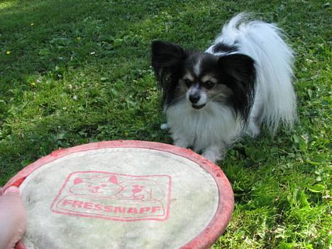 Papillon rønne R.I.P billede 7