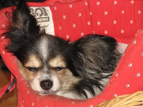 Papillon rønne R.I.P billede 8