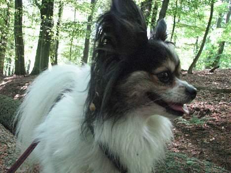 Papillon rønne R.I.P billede 9