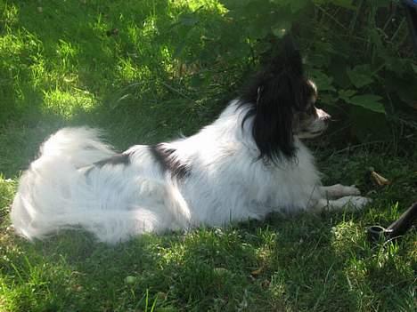 Papillon rønne R.I.P billede 10