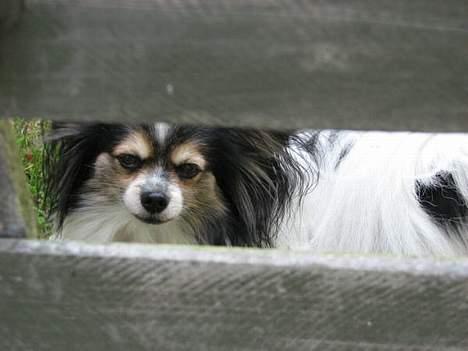 Papillon rønne R.I.P billede 11