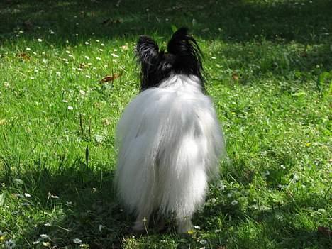 Papillon rønne R.I.P billede 12