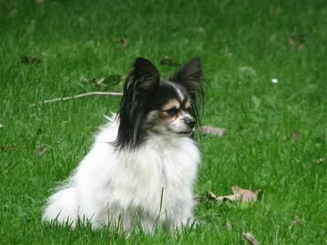 Papillon rønne R.I.P billede 13