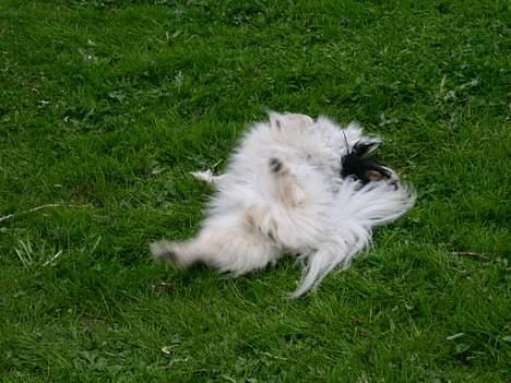 Papillon rønne R.I.P billede 14