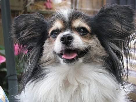Papillon rønne R.I.P billede 15