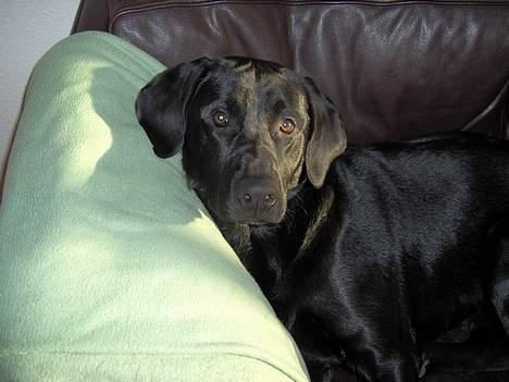 Blanding af racer Thor - Min vovse som ligger i sofaen ;D billede 1