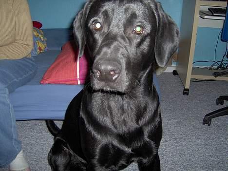 Blanding af racer Thor - lidt forvirret. men stadig sød D:D billede 2