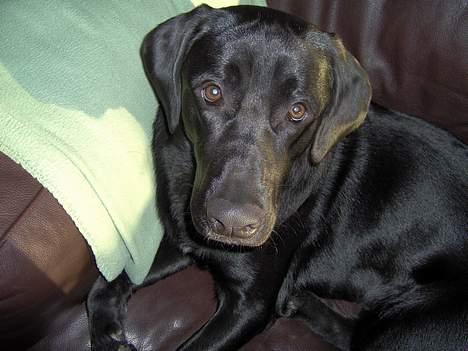 Blanding af racer Thor - de hundeøjne er der ingen der kan stå for billede 3