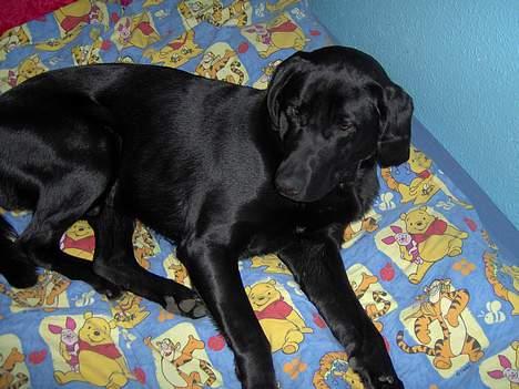 Blanding af racer Thor - Thor i min seng .. lige vågnet :D billede 4