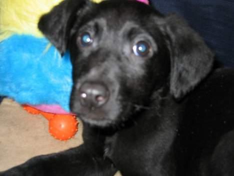 Blanding af racer Thor - her er thor så lige 11 uger gammel :D med blå øjne <3 billede 5