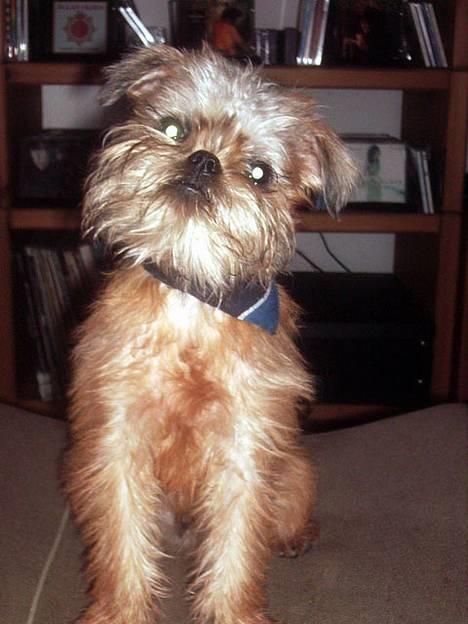 Griffon bruxellois Justice - Du kan mene hvad vil, men jeg er smuk!!!!!!!! billede 1