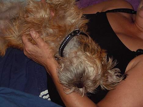 Griffon bruxellois Justice - Her er Justice blevet lidt størrer, men det er godt at sove på maven af mor. billede 2