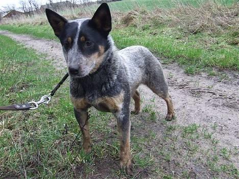 Australsk cattledog SweetAzur´s Bambina billede 1