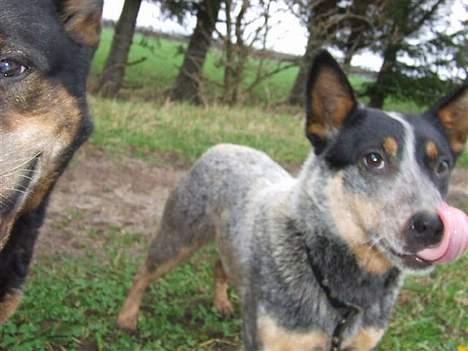 Australsk cattledog SweetAzur´s Bambina - Mmmm-giv mig nu den godbid billede 2
