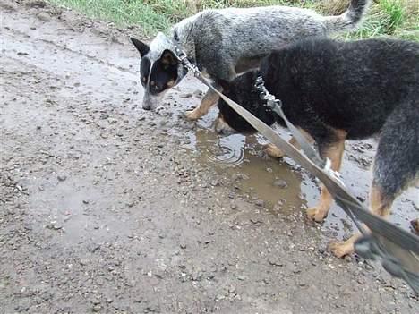 Australsk cattledog SweetAzur´s Bambina - Mig og min far billede 3