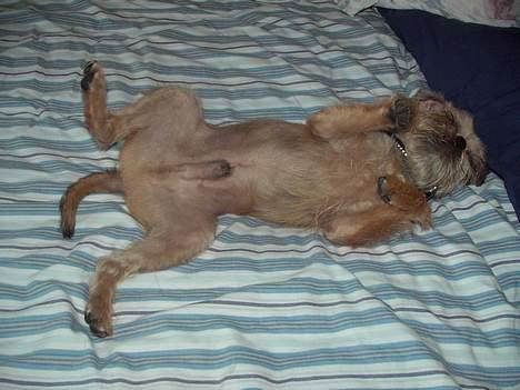 Griffon bruxellois Justice - Se jeg er lige blevet trimmet, men jeg har ikke fået mine testikler øv!!!! billede 3