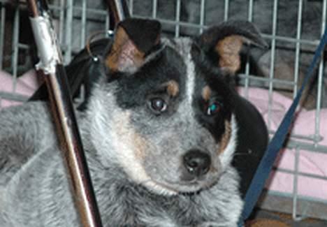 Australsk cattledog SweetAzur´s Bambina - mig da jeg var lille billede 4