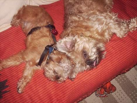 Griffon bruxellois Justice - Rigtig godt at sove sammen med storebror. billede 4