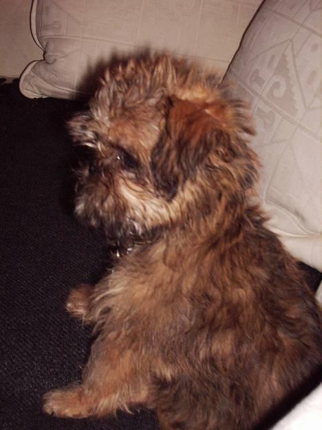 Griffon bruxellois Justice - Her er Justice meget lille og verden pludselig meget stor! billede 5