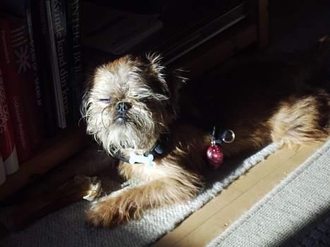 Griffon bruxellois Justice - Jeg er rigtig god til at finde en plads i solen. billede 6