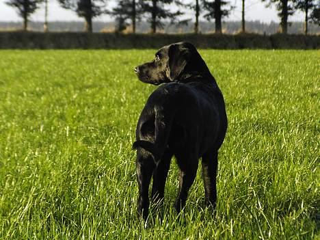 Labrador retriever Nicki - ... billede 14