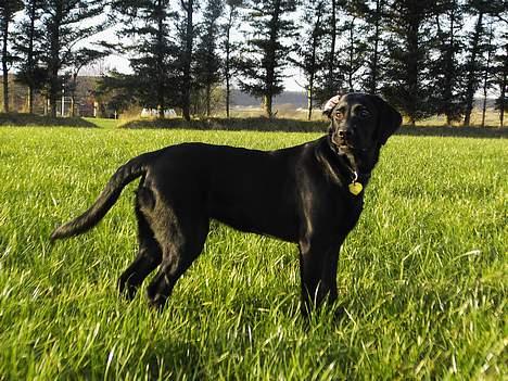 Labrador retriever Nicki - ... billede 15