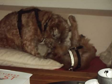 Griffon bruxellois Justice - Jeg kan godt lokke den "gamle" til at lege med mig. billede 7