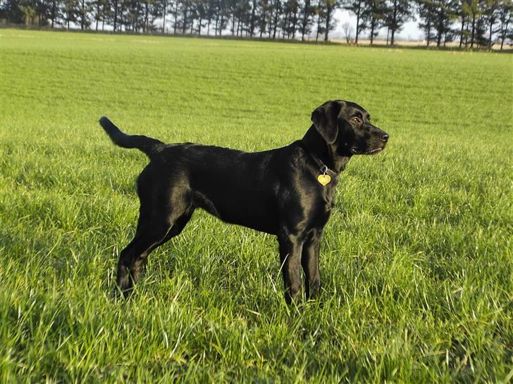 Labrador retriever Nicki - ... billede 16