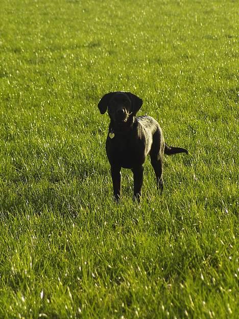 Labrador retriever Nicki - ... billede 17